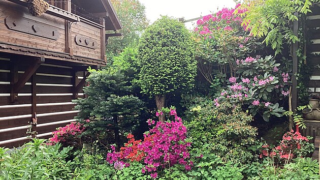 Azalky a rododendrony se tu snoub s jehlinany