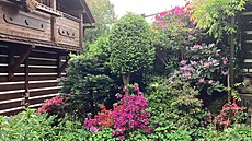Azalky a rododendrony se tu snoubí s jehlinany