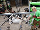 Pracovnci Zoo Praha pipravuj kon Pevalskho k transportu. (2. ervna 2025)