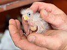 Vypiplat mld papouka je podle jejich chovatele Martina Prochzky nron.