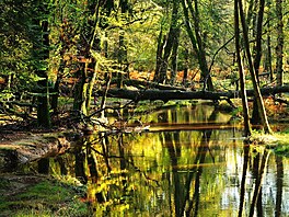 Druhý nejmlad�í národní park Anglie si �íká New Forest. Vznikl na pomezí...