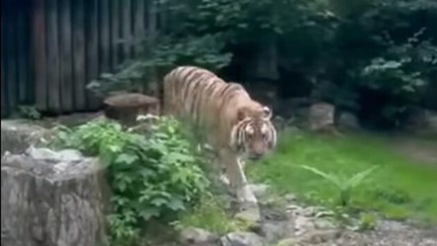 Zabaven tygr poprv objevuje venkovn vbh v libereck zoo.