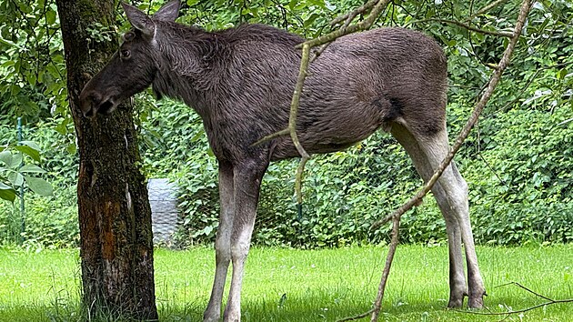 Los evropsk v obci Ludgeovice nedaleko Ostravy. (2. ervna 2025)