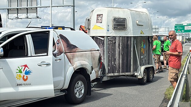 Jeden z kon Pevalskho utekl pi transportu z pepravn bedny (2. ervna 2025)