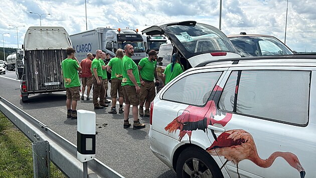 Jeden z kon Pevalskho utekl pi transportu z pepravn bedny (2. ervna 2025)