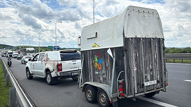 Jeden z kon Pevalskho utekl pi transportu z pepravn bedny (2. ervna 2025)