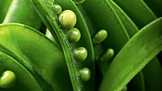 Lusky hráek, World Food Photography Awards 2025