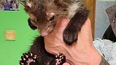 Mlád kuny peilo v motoru auta cestu ze Zlína do Liberce.