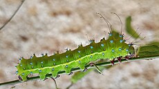 Housenka martiná�e hru��ového je velmi �ravá a chutnají jí listy celé �ady...