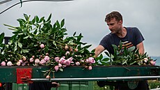 V Senici na Hané na Olomoucku fini�uje leto�ní sklize� pivon�k, které tam...