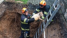 Ztracený pes Pegas, Valaské Meziíí (6. ervna 2025)