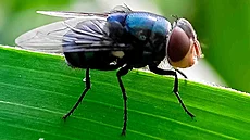 Bzu�ivka lido�ravá (Cochliomyia hominivorax)