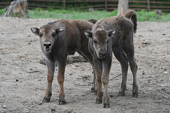 Stádo zubrů v olomouck© zoo se letos na jaře rozrostlo o dvÄ mláÄata
