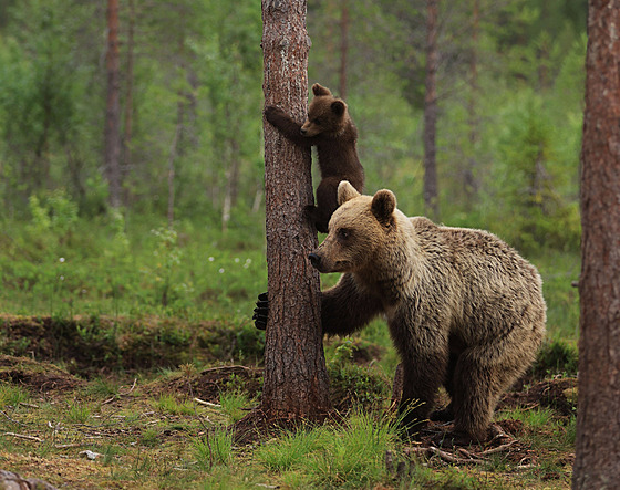 ilustra�ní snímek