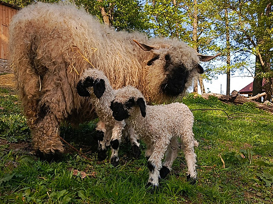 U walliserských ernonosých ovcí v Zoo Na Hrádeku návtvníci uvidí beránka a...
