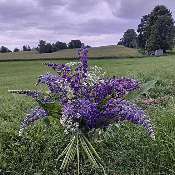 Kytice lupiny mnoholisté
