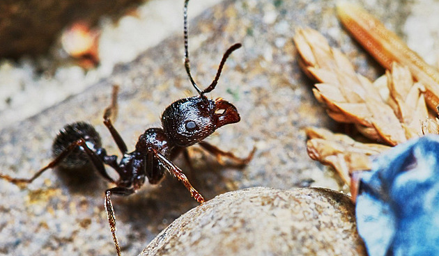 Moli a mravenci v domácnosti. Definitivní průvodce, jak se jich zbavit