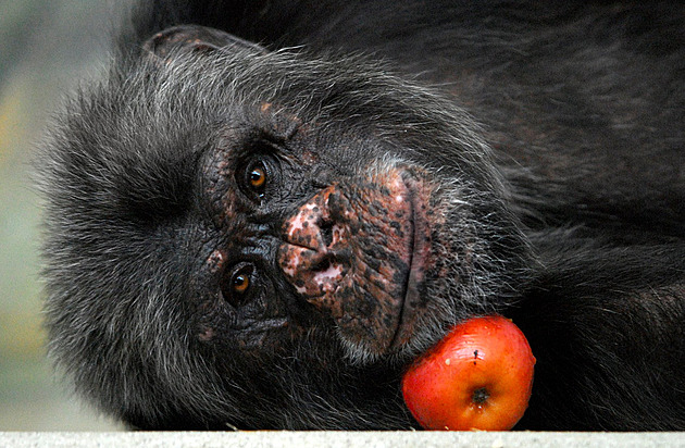 Šimpanz Kuba trpěl bolestmi z nádoru, liberecká zoo nechala zvíře uspat