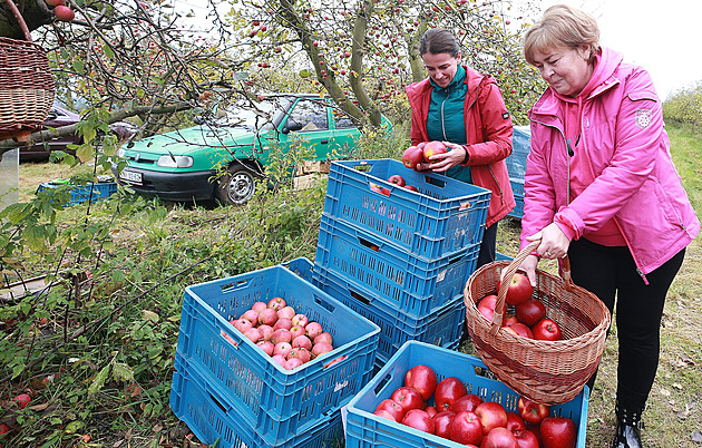 Jednou z oblíbených moností, jak dostat úrodu jablek ze strom, je samosbr....