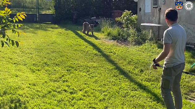VIDEO: Výlet skončil na skalce. Policisté ukázali, jak chytili uprchlou pumu