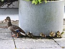 Na terase krajskho adu se vylhla kachtka. (12. ervna 2025)