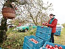 Jednou z obl�ben�ch mo�nost�, jak dostat �rodu jablek ze strom�, je samosb�r....
