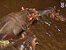 V Zoo Ostrava se pokouej o rozmnoen hroch