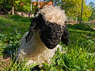 U walliserskch ernonosch ovc v Zoo Na Hrdeku nvtvnci uvid bernka a...