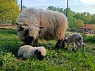 U walliserskch ernonosch ovc v Zoo Na Hrdeku nvtvnci uvid bernka a...