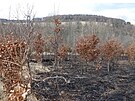 Policist dopadli he, kter zapaloval lesy na Bruntlsku. Jak nsledn...