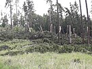 Les u Zdchova na Vsetnsku ponien takzvanm downburstem ve tvrtek 5. ervna...