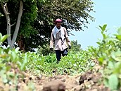 Egypt mní pou na úrodné plantáe