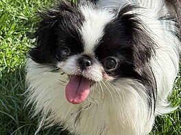 Odesska � japan chin