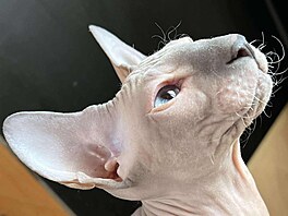 Mimo výstavy jsou tyto výjimené koky  tedy plemena sphynx, donský sphynx,...