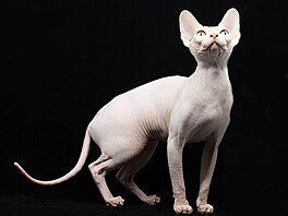 Sphynxové jsou také a extrémn spoleentí. (Na ilustraním snímku kanadský...