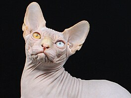 Sphynxové jsou podle zkuených chovatel jednoznan výjimení svou povahou a...