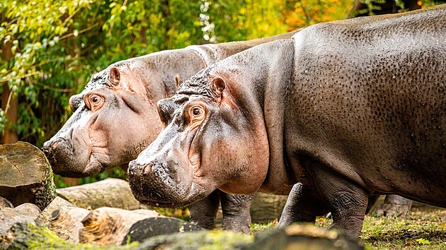 Souit hroch obojivelnch v ostravsk zoologick zahrad vypad v souasnosti velmi slibn. (12. ervna 2025)