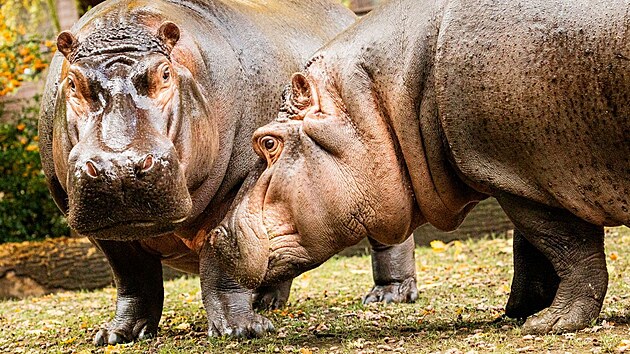 Souit hroch obojivelnch v ostravsk zoologick zahrad vypad v souasnosti velmi slibn. (12. ervna 2025)