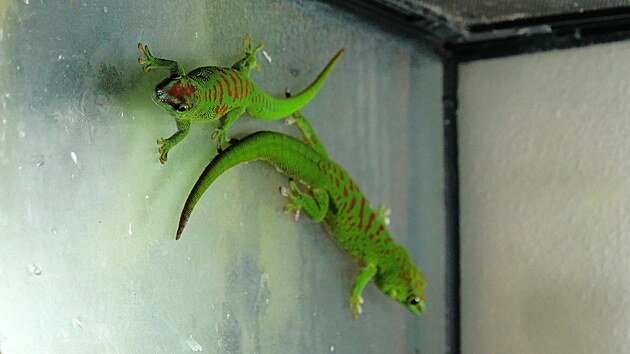 Jakub Zerz�nek chov� i �adu druh� je�t�rek � nap��klad felsumy madagaskarsk�.