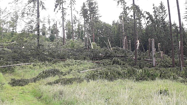 Les u Zdchova na Vsetnsku ponien takzvanm downburstem ve tvrtek 5. ervna 2025 po 20.00.