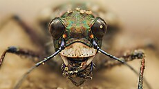 Dvojata Maceo a Andrea Grammaticovi z Paíe zachytila hmyz tak, jak ho jet...