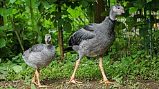áji obojkové v Zoo Praha, které v roce 2025 odchovaly po více ne 40 letech...