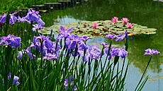 Kosatec Kaempfer�v