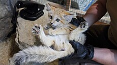 Koata koky poutní absolvovala v hlubocké zoo veterinární prohlídku, okování...