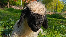 U walliserských ernonosých ovcí v Zoo Na Hrádeku návtvníci uvidí beránka a...