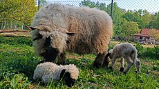 U walliserských ernonosých ovcí v Zoo Na Hrádeku návtvníci uvidí beránka a...