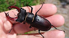 Rohá� v zahradách Pra�ského hradu.