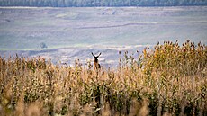 Doba uhelná v esku definitivn koní a nejvíc je to znát na severu ech.