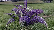 Kytice lupiny mnoholisté