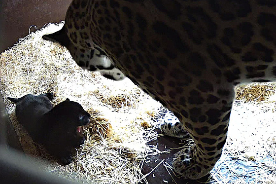 Ptiletá samice jaguára amerického Yuna ze zlínské zoologické zahrady porodila...